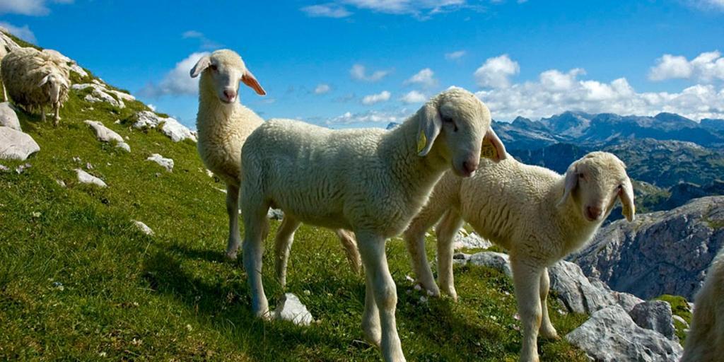 Tourist Farm Kranjc Villa Kobarid Eksteriør billede